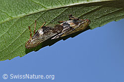 Erlenschaumzikade (Aphrophora alni) (F287471)