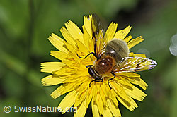 Gelbbraune Gebirgsschwebfliege (Arctophila superbiens) (21.09.2024, F287473)