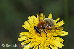 Gelbbraune Gebirgsschwebfliege (Arctophila superbiens) (F287475) Gelbbraune Gebirgsschwebfliege (Arctophila superbiens) (F287475)