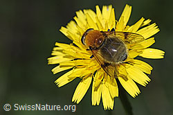 Gelbbraune Gebirgsschwebfliege (Arctophila superbiens) (21.09.2024, F287477)