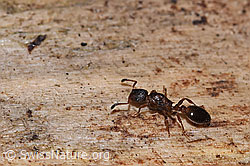 Waldknotenameise (Myrmica ruginodis) (21.09.2024, F287503)