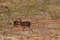 Photo: Myrmica ruginodis