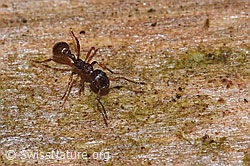 Waldknotenameise (Myrmica ruginodis) (21.09.2024, F287508)