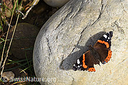 Admiral (Vanessa atalanta) (20.10.2024, F287992)