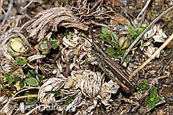 Verkannter Grashüpfer (Chorthippus mollis) (03.11.2024, F288931)