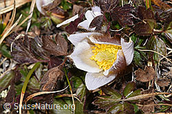Frühlings-Anemonen (Pulsatilla vernalis) (F288932)