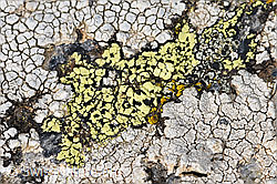 Gewöhnliche Landkartenflechte (Rhizocarpon geographicum) (03.11.2024, F288935)