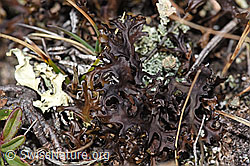 Isländisch Moos (Cetraria islandica) (03.11.2024, F288943)