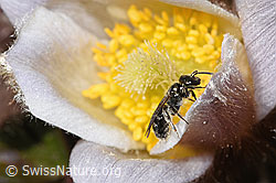 Dunkelgrüne Schmalbiene (Lasioglossum morio) auf Frühlings-Anemone (Pulsatilla vernalis) (F288954)