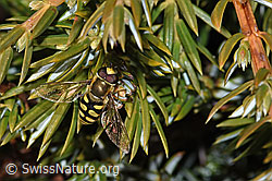 Mondfleck-Feldschwebfliege (Eupeodes luniger) auf Alpen-Wacholder (Juniperus communis ssp. saxatilis) (03.11.2024, F288960)