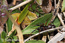 Bunte Bodenkugelspinne (Asagena phalerata) (03.11.2024, F288984)