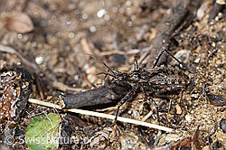 Kurzflügelige Raubwanze (Coranus subapterus) (03.11.2024, F289000)