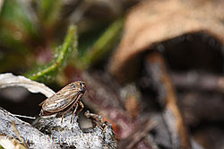 Wiesen-Dickkopfzikade (Anaceratagallia ribauti) (F289044)