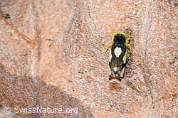 Triften-Blattzikade (Eupteryx notata) (08.11.2024, F289257)