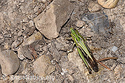 Heidegrashüpfer (Stenobothrus lineatus) (08.11.2024, F289258)