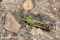 Heidegrashüpfer (Stenobothrus lineatus) (08.11.2024, F289260)