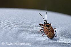 Fichtenzapfenwanze (Gastrodes abietum) (08.11.2024, F289282)