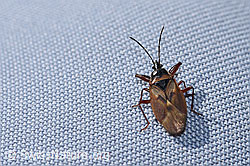 Fichtenzapfenwanze (Gastrodes abietum) (F289283)