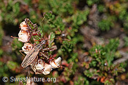 Besenheide (Calluna vulgaris)