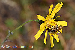 Halictus rubicundus on flower (F289314) Halictus rubicundus on flower (F289314)