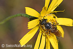Rotbeinige Furchenbiene (Halictus rubicundus) auf Blume (08.11.2024, F289317)