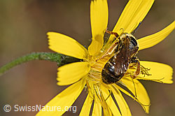 Halictus rubicundus on flower (F289321) Halictus rubicundus on flower (F289321)