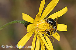 Rotbeinige Furchenbiene (Halictus rubicundus) auf Blume (08.11.2024, F289323)