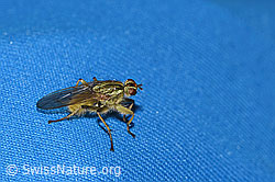Scathophaga stercoraria (F289332)
