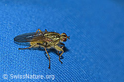 Gelbe Dungfliege (Scathophaga stercoraria) (08.11.2024, F289335)