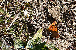 Kleiner Feuerfalter (Lycaena phlaeas) (08.11.2024, F289345)