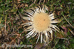 Silberdistel (Carlina acaulis ssp. caulescens) (08.11.2024, F289346)