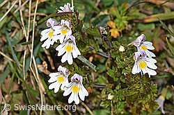 Gebräuchlicher Augentrost (Euphrasia rostkoviana) (08.11.2024, F289349)