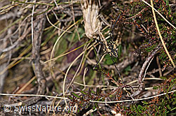 Mitopus morio (F289356)