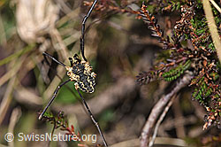 Mitopus morio (F289358)