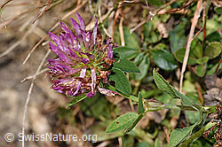 Trifolium pratense (F289368)
