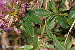 Trifolium pratense (F289370)