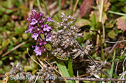 Arznei-Thymian (Thymus pulegioides) (F289772)