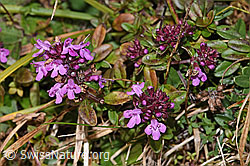 Arznei-Thymian (Thymus pulegioides) (F289778)