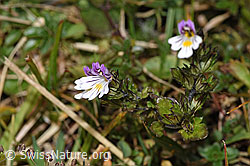 Gebräuchlicher Augentrost (Euphrasia rostkoviana) (F289786) Gebräuchlicher Augentrost (Euphrasia rostkoviana) (F289786)