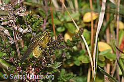 Gelbe Dungfliege (Scathophaga stercoraria)