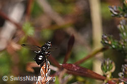 Sepsis cynipsea (Schwingfliege) auf Besenheide (Calluna vulgaris) (F289803)