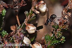 Sepsis cynipsea (Schwingfliege) auf Besenheide (Calluna vulgaris) (F289804)