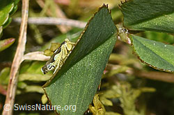 Triften-Blattzikade (Eupteryx notata) (F289821) Triften-Blattzikade (Eupteryx notata) (F289821)