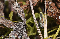 Triften-Blattzikade (Eupteryx notata) (F289830) Triften-Blattzikade (Eupteryx notata) (F289830)