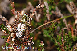 Gelbe Dungfliege (Scathophaga stercoraria) auf Besenheide (Calluna vulgaris) (F289832)