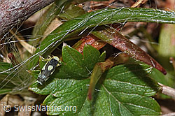 Triften-Blattzikade (Eupteryx notata) (F289848) Triften-Blattzikade (Eupteryx notata) (F289848)