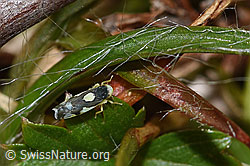 Triften-Blattzikade (Eupteryx notata) (F289849) Triften-Blattzikade (Eupteryx notata) (F289849)