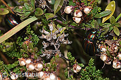 Längsgestreifter Blattkäfer (Chrysomela cerealis) auf Besenheide (Calluna vulgaris) (F289850)