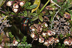 Längsgestreifter Blattkäfer (Chrysomela cerealis) auf Besenheide (Calluna vulgaris) (F289851)