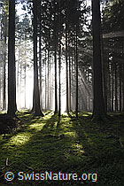 F290049: Nebel und Lichtstrahlen im Wald